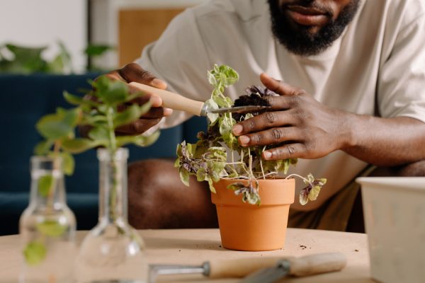Person Nurturing a Plant